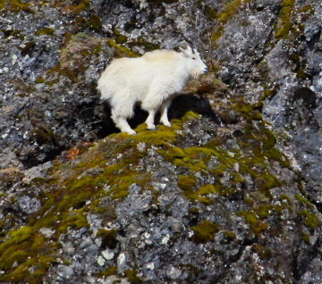 Mountain Goat